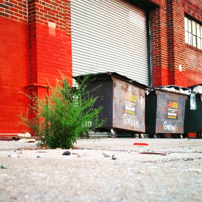 Ambrosia artemisiifolia, common ragweed,