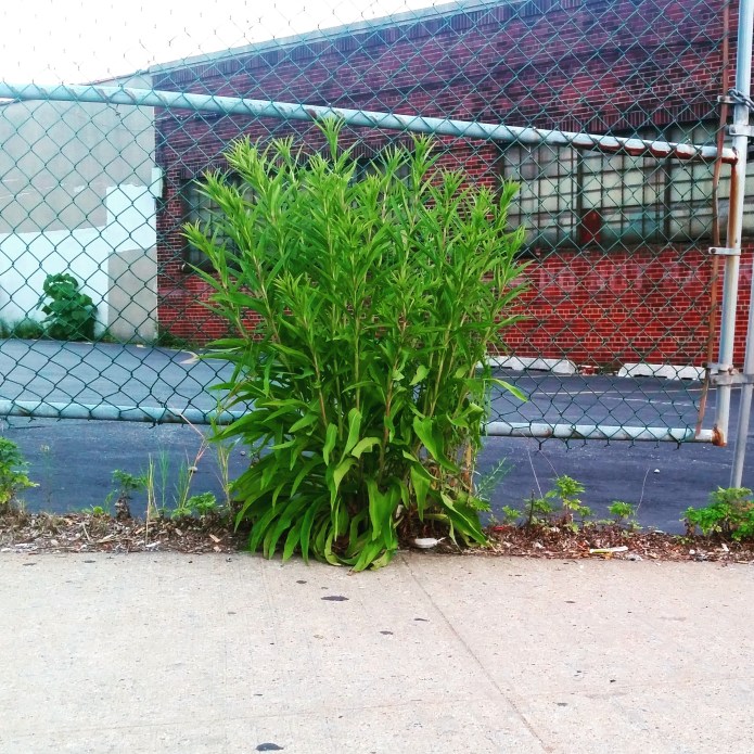 Artemisia vulgaris Mugwort