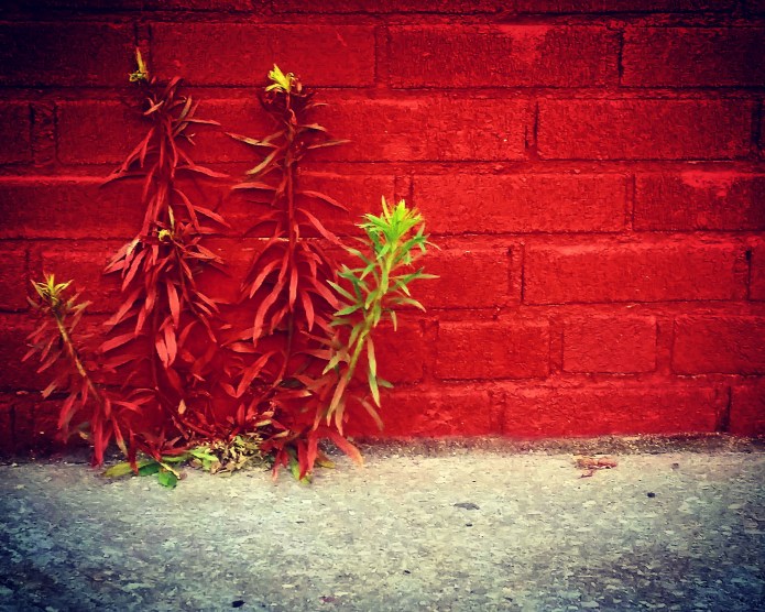 Artemisia vulgaris Mugwortincognito