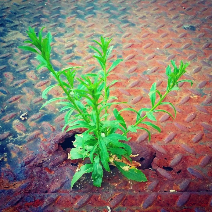 baby Artemisia vulgaris Mugwort