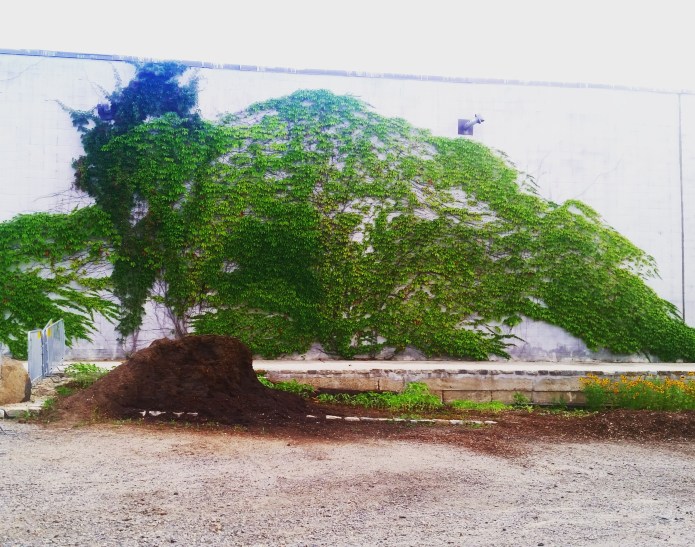 Parthenocissus tricuspidata Boston Ivy