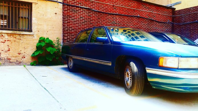 Paulownia tomentosa - Princess Tree lowrider