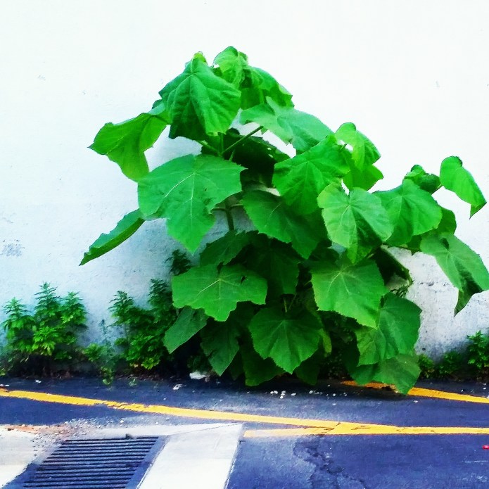 Paulownia tomentosa - Princess Tree