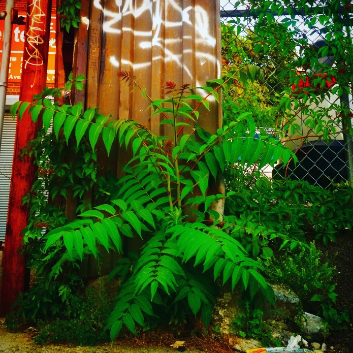 Rhus typhina syn. R. hirta, the staghorn sumac
