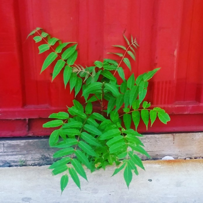 Rhus typhina syn. R. hirta, the staghorn sumaclittle