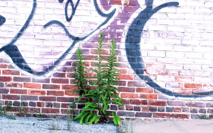 Primrose Graffito_2.jpg