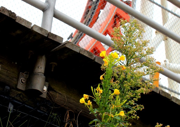 Thunderbolt Primrose.jpg