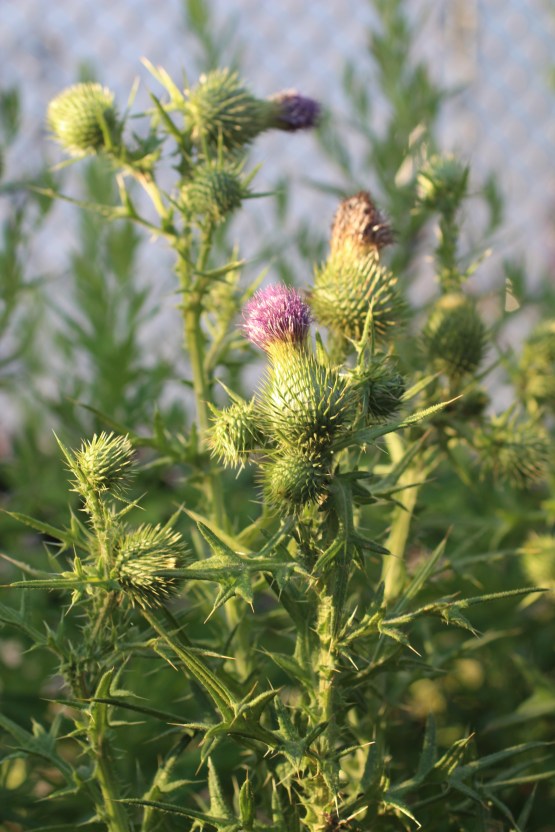 Spear Thistle 2.JPG