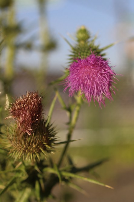 Spear Thistle 4.JPG