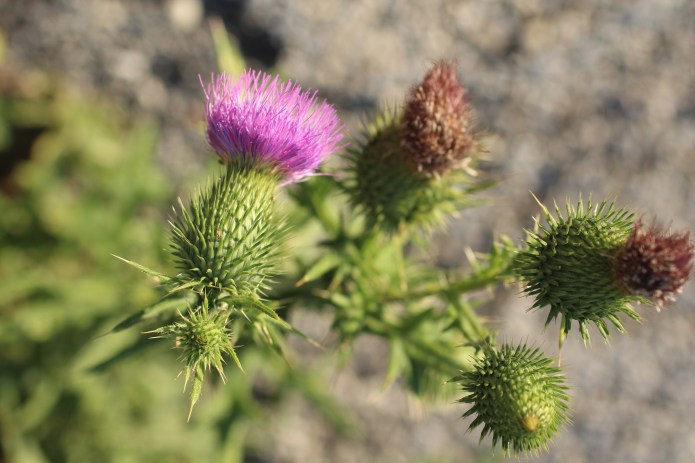 Spear Thistle 5.JPG