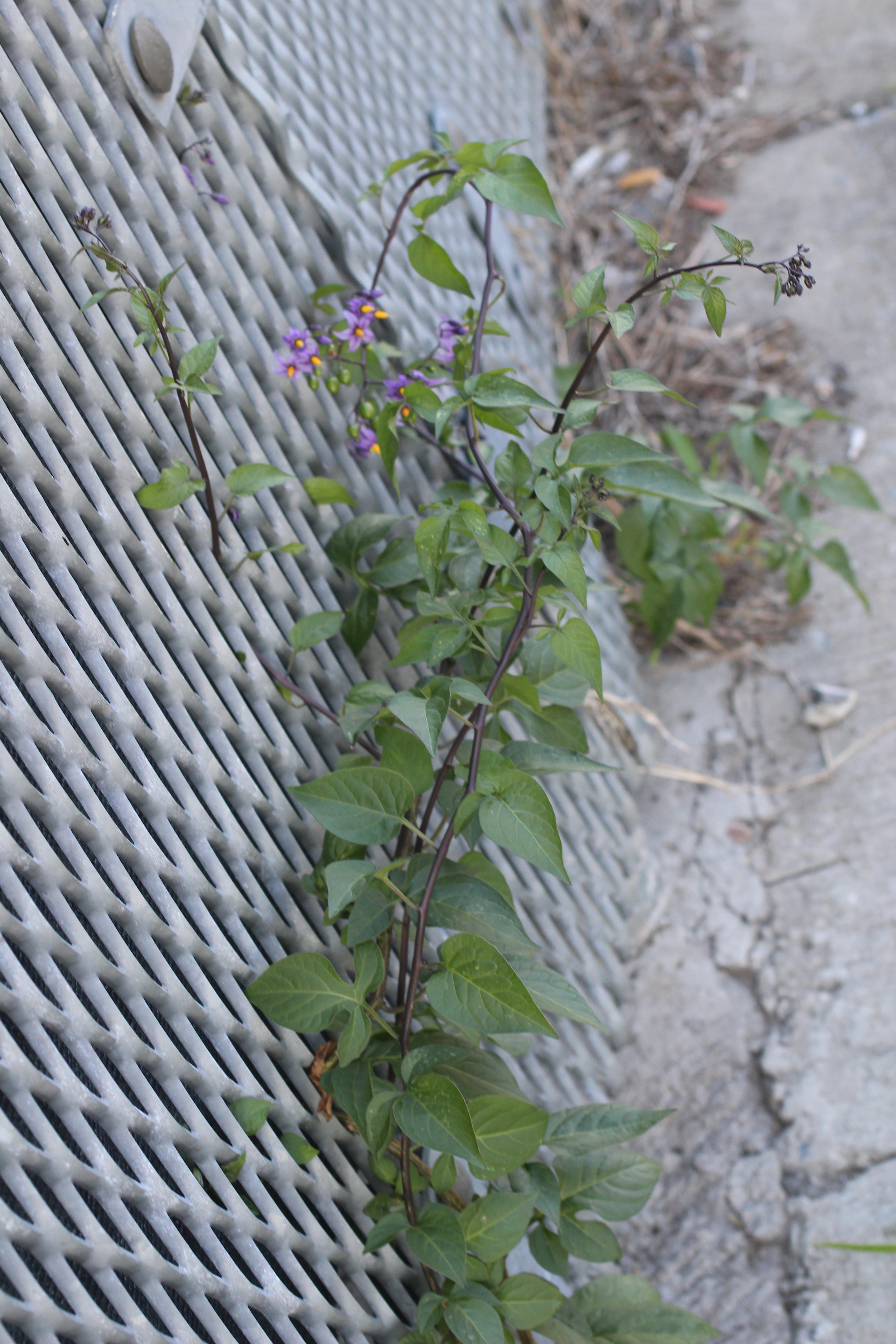 1. Woody  Nightshade .JPG