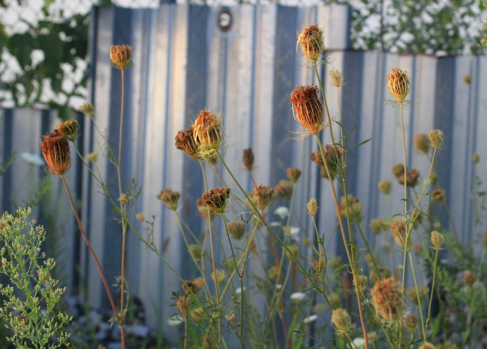 11. Queen Anne's Lace.JPG