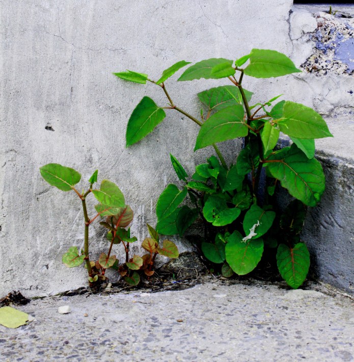 baby-knotweed_edited.jpg