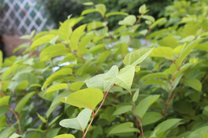 Knowtweed overgrowth.JPG