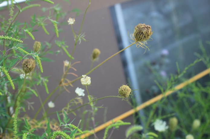 Queen Anne's Lace 8.21- 3.JPG
