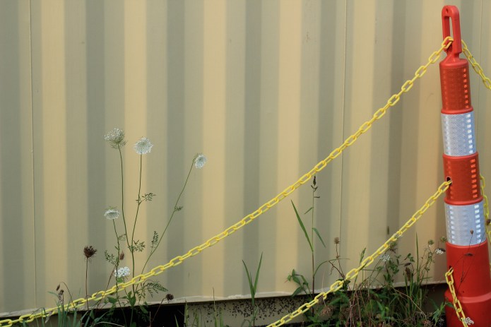 Queen Anne's Lace 8.21- 4.JPG