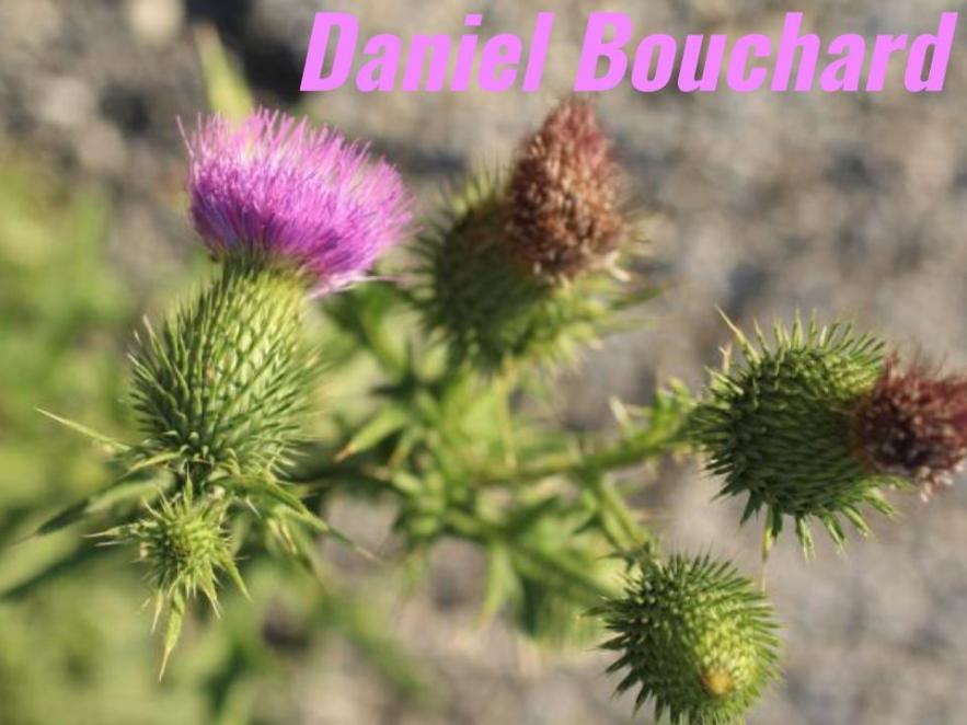 _Daniel Bouchard (1)